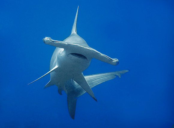 Scalloped Hammerhead Shark 4631
