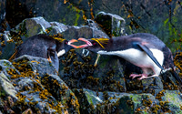 Macaroni Penguin, St. Andrews Bay 9756
