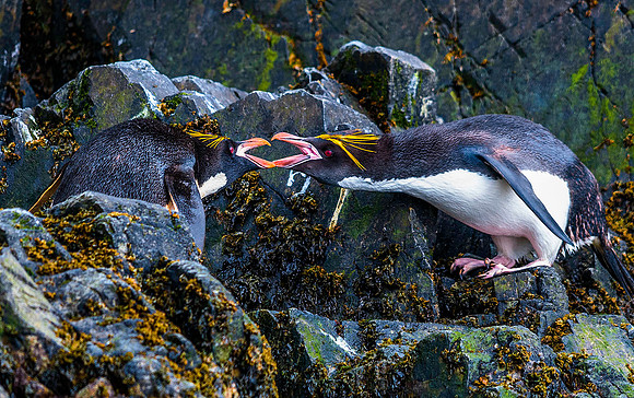 Macaroni Penguin, St. Andrews Bay 9756