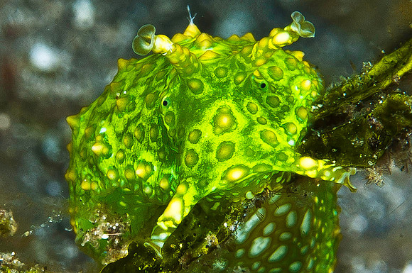 Green Sea Hare 1204