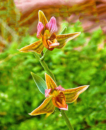 San Juan River, Southern Utah - Dessert Orchid 1817