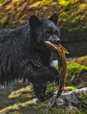 Black Bear9599*