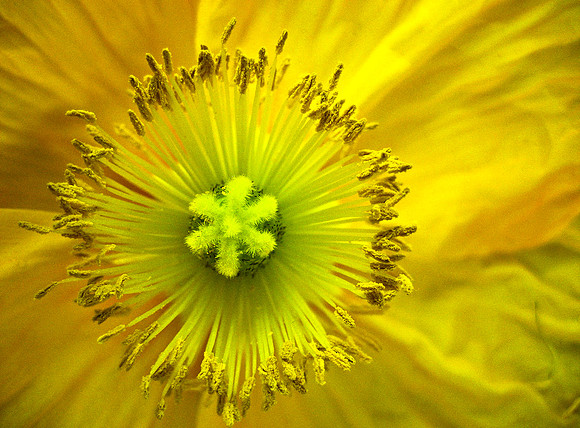 Las Vegas - Flower 1524