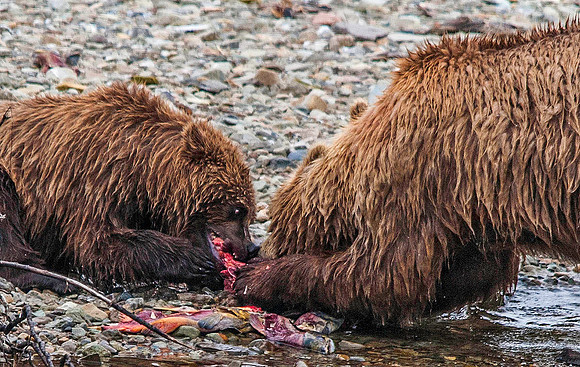 Brown Bear Cubs & Mom, feasting on Sockeye Salmon, Katmai Katmai 6080