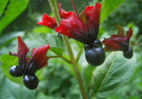 Flower, Waterton National Park 4348