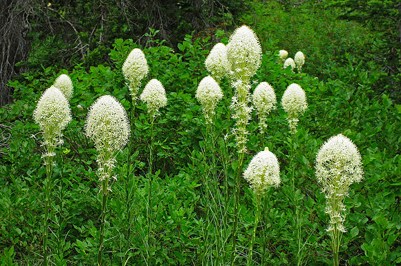 Bear Grass, Glacier National Park 4250