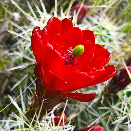 San Rafael Swell, Southern Utah - Cactus Flower - 1212